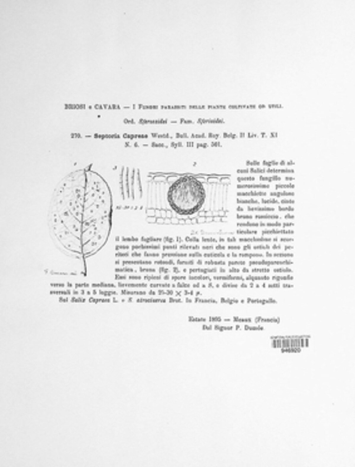 Septoria capraeae image